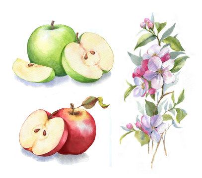 Hand-drawn watercolor illustration of the green and red apples. Food and botanical drawing isolated on the white background: apples, blossom, leaves, and branch.