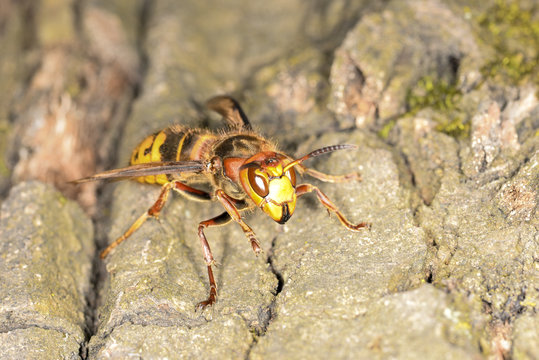 Hornet on tree bark