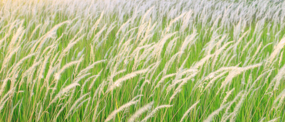 flower grass field under the beautiful sky background