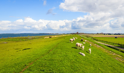 Naklejka premium Overview of an embankment with grazing next to a Dutch estuary