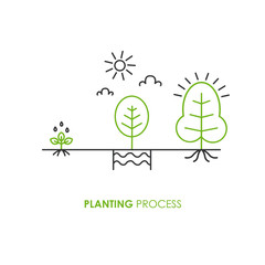 Planting process infographic. Growth stages.