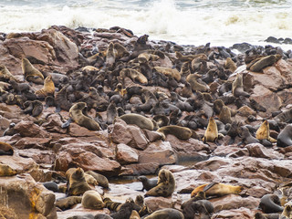 Sea lions, Cape Cross, Namibia