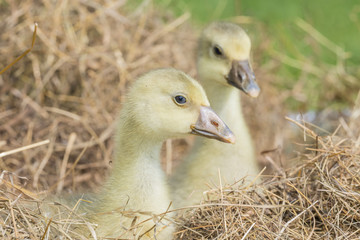 white goose; gosling; Anser anser domesticus