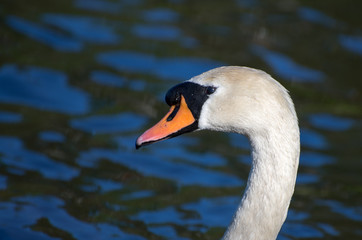 Close up of swan head swimming in the lake