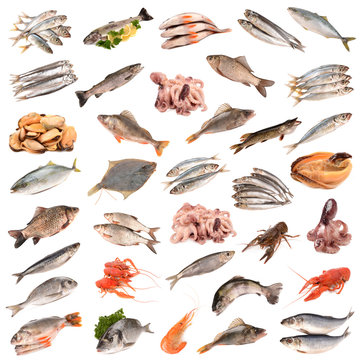 collection of of fish products