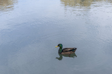 Pato en un estanque.
