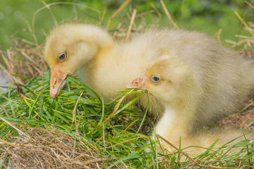 white goose; gosling; Anser anser domesticus,