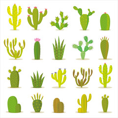 Cactus collection in vector illustration
