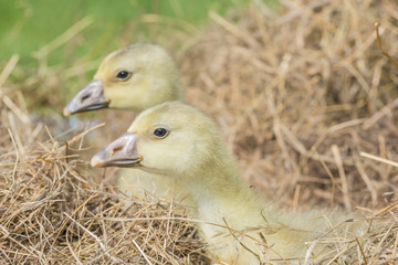 white goose; gosling; Anser anser domesticus