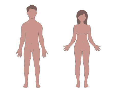 Male and Female Human Body Shapes