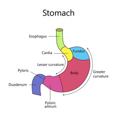 Internal Structure Human Stomach