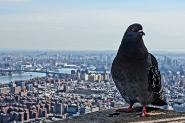 Pigeon on the rooftop