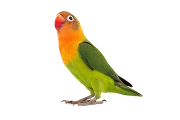 Abwaschbare Fototapete Papagei  fischeri lovebird parrot