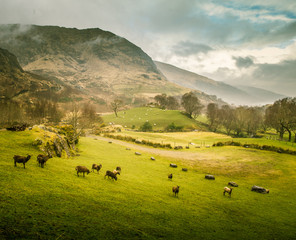 A beautiful irish mountain landscape in spring with sheep. Gleninchaquin park in Ireland.