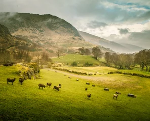 Fotobehang Meloen Een prachtig Iers berglandschap in het voorjaar met schapen. Gleninchaquinpark in Ierland.  © dachux21
