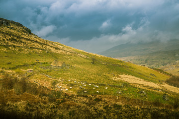 Obraz premium A beautiful irish mountain landscape in spring with sheep. Gleninchaquin park in Ireland.