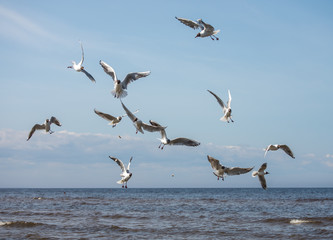 Sun shining and birds flying over a heavenly blue sky