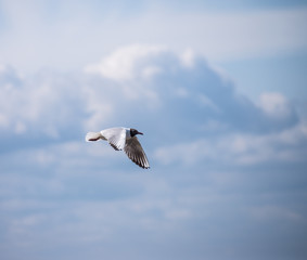 Sun shining and birds flying over a heavenly blue sky