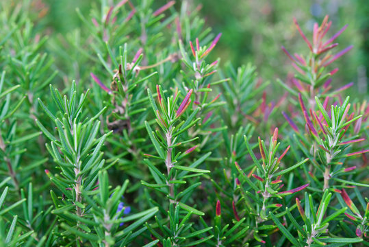 Rosemary in the garden with selective focus