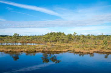A colorful sunrise in the Kemeri swamps, Latvia, with clouds in the blue sky and pine tree in the foreground.