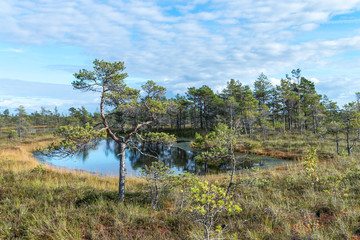 A colorful sunrise in the Kemeri swamps, Latvia, with clouds in the blue sky and little pine tree in the foreground.