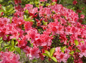 Рододендрон