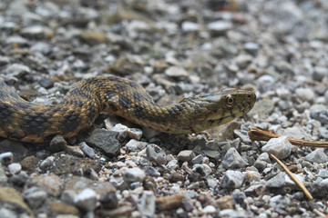 Head of a dice snake (Natrix tassellata)

