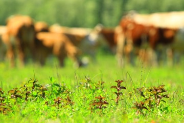 Mint plants on farmland 