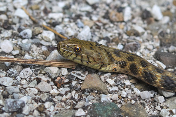 Head of a dice snake (Natrix tassellata)

