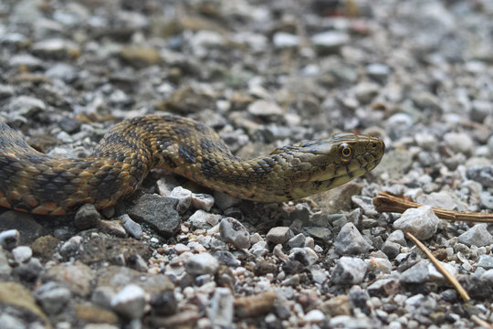 Head of a dice snake (Natrix tassellata)


