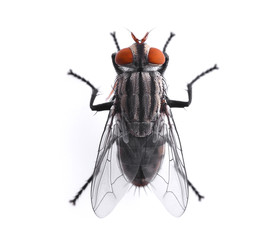 top view of fly isolated on white background
