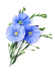 Foto op Plexiglas Flax blue flowers. © margo555