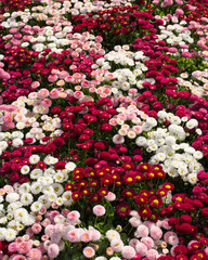 A carpet of flowers Bellis perennis in the garden, Rufallo, Ravello,Italy © Ирина Селина