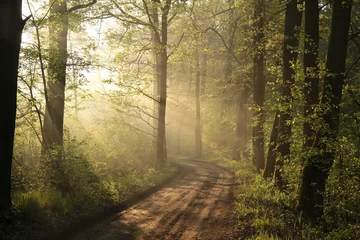 Raamstickers Spring forest on a sunny, foggy morning © Aniszewski