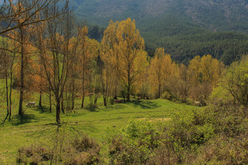 Fototapeta premium The valley full of tall dry trees