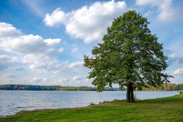 Fototapeta na wymiar Beautiful lonely tree by the lake