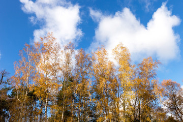 Fototapeta premium Autumn trees and blue sky