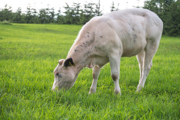 Cow eat the grass. Ogre, Latvia.