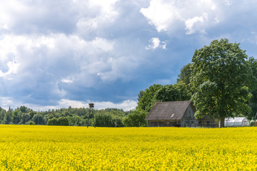 Large blooming rapeseed field at an open barn and the stork nest near a forest edge. Storm sky in background.
