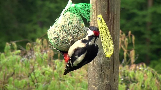 Der Buntspecht frisst vom sich im Kreis drehenden Meisenkn&ouml;del (Gro&szlig;aufnahme)
