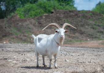 White goat grazing on stony ground plains near Bauska, Latvia.