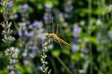 Yellow dragonfly sits on the grass against blurred flower background