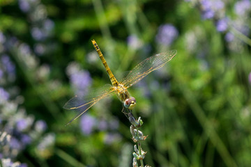 Yellow dragonfly sits on the grass against blurred flower background