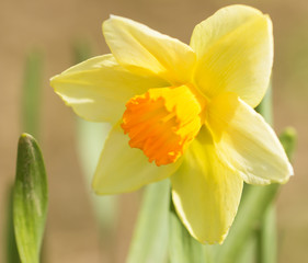 Flowers of daffodils
