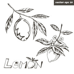 graphic lemons