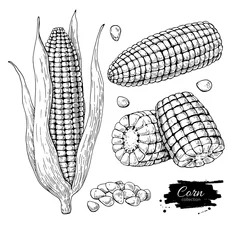 Fotobehang Corn hand drawn vector illustration set. Isolated Vegetable engraved style object. Detailed vegetarian food © Maria.Epine