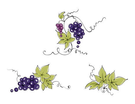 Design elements -- vine / Set graphic vector illustration, dark grapes drawing sketch