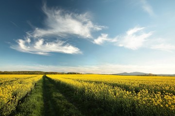 Dirt road through a rape field at dusk, Poland