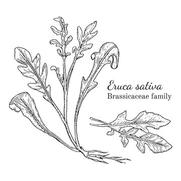 Ink arugula herbal illustration. Hand drawn botanical sketch style. Absolutely vector. Good for using in packaging - tea, condinent, oil etc - and other applications