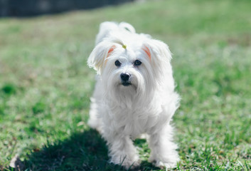 Cute white dog walking in grass
